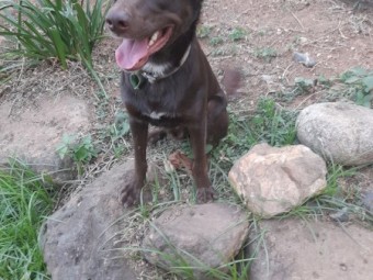 1yo Male Kelpie