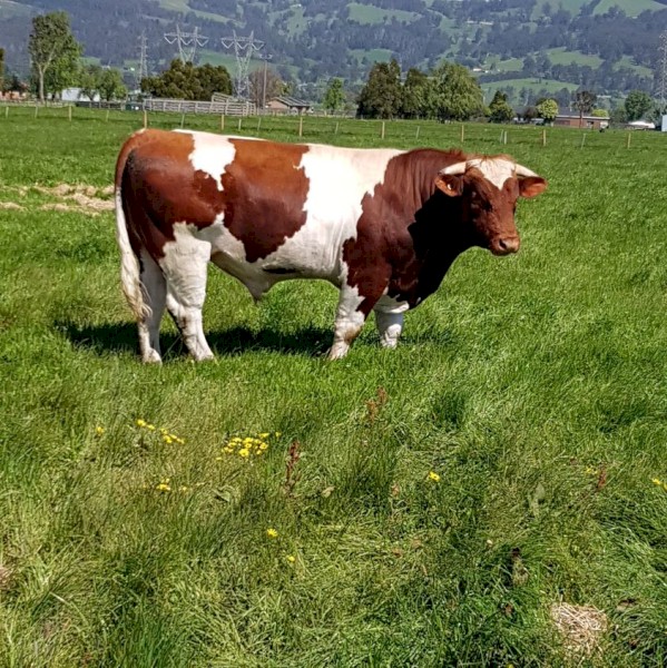 Maine Anjou Full French
