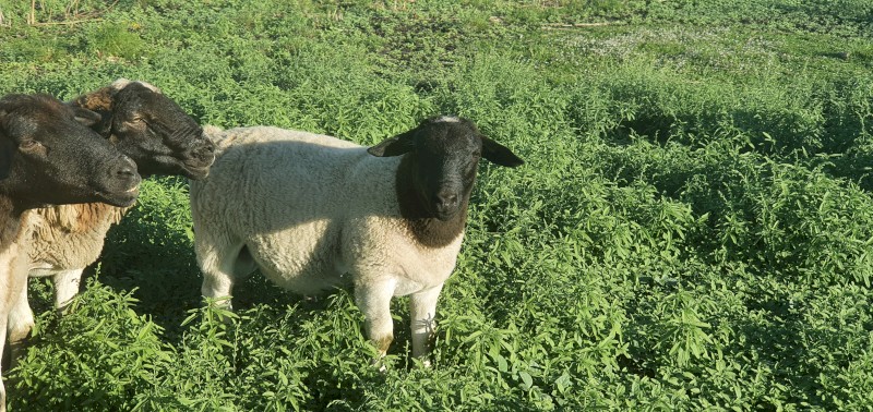 Dorper Rams