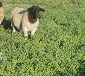 Dorper Rams