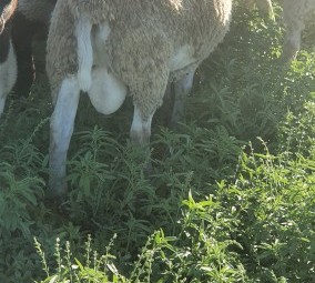 Dorper Rams