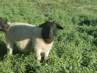 Dorper Rams