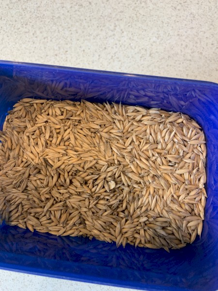 Feed oats