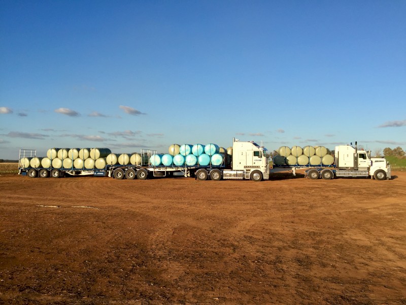 Fine chopped Corn Silage (baled)