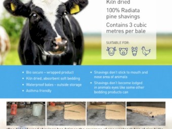 Kiln Dried Wood Shavings