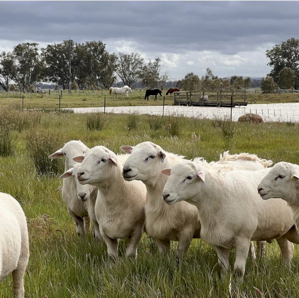 Tattykeel bloodline Flock Rams