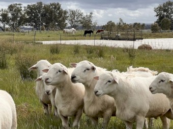 Tattykeel bloodline Flock Rams