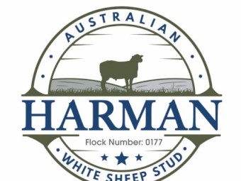 Tattykeel bloodline Flock Rams