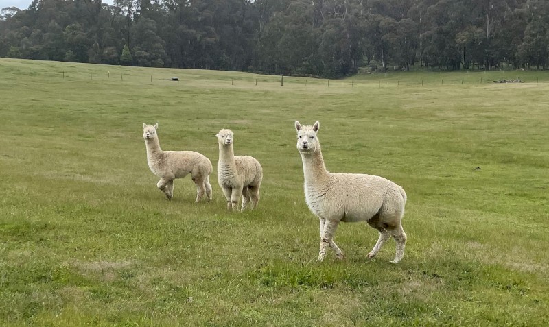 1 Alpaca wether for sale - herd guard or pet