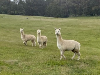 1 Alpaca wether for sale - herd guard or pet