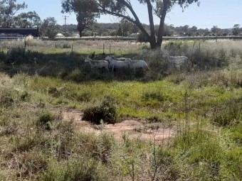 Dorper ewes