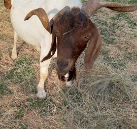 Male boer goat