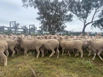 208 White Suffolk / Poll Merino ewe lambs and hogget's running with Charollais rams