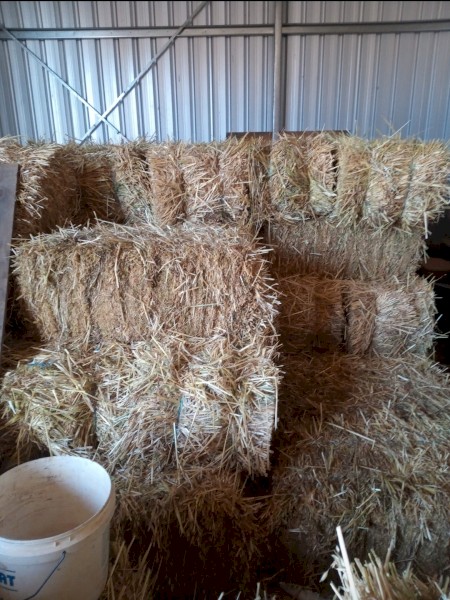 Oaten Hay  first cut small squares