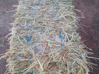 Oaten Hay  first cut small squares