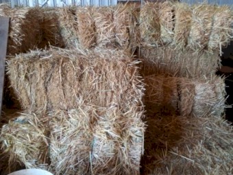 Oaten Hay  first cut small squares