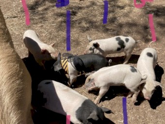 Piglets for sale