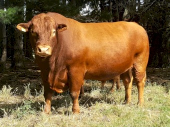 South Devon Pedigree Polled Bull 3 years old