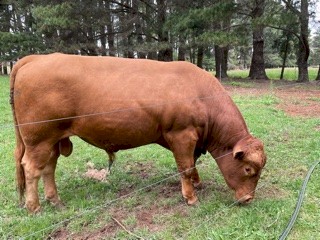 South Devon Pedigree Polled Bull 3 years old