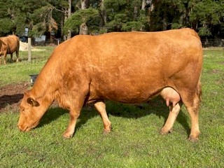 South Devon Pedigree Polled Bull 3 years old