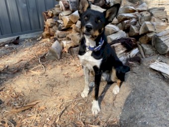 Kelpie