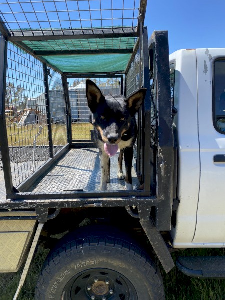 Kelpie