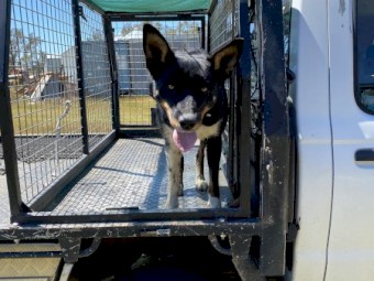 Kelpie