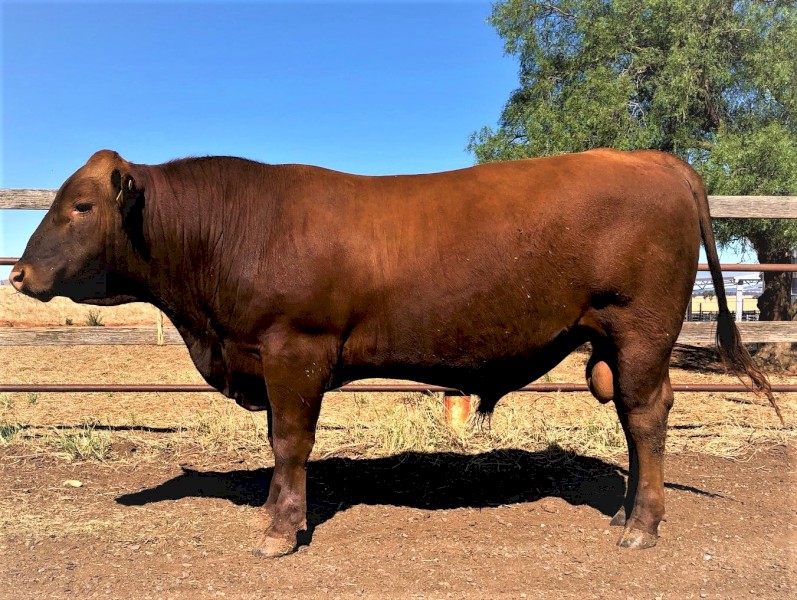 Red Angus Bulls