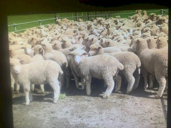 295 Composite / Merino Ewe Lambs