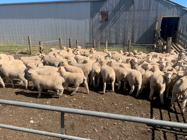 275 Composite ewe lambs