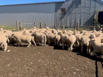 275 Composite ewe lambs