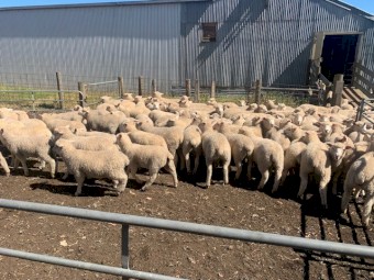 275 Composite ewe lambs