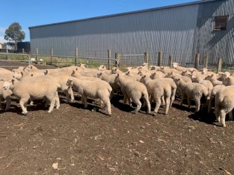 275 Composite wether lambs