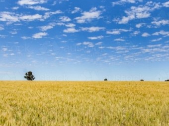 WANTED  Land to lease or sharefarm.