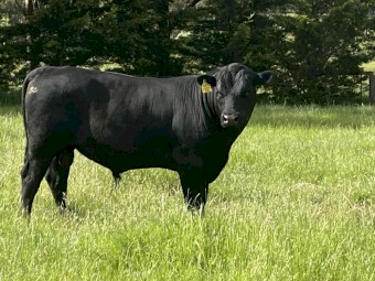 Registered Black Angus Stud Bull