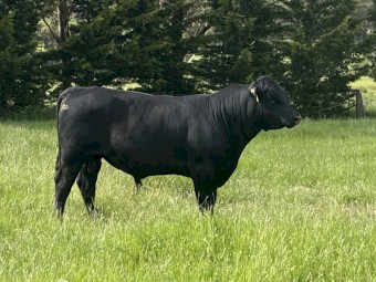Registered Black Angus Stud Bull