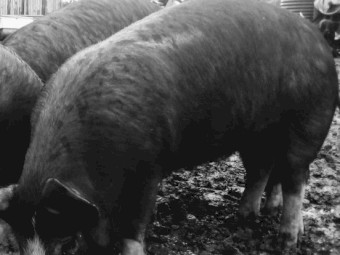 9 months old Berkshire sows only. Mothers are registered pure breed breeding sows 