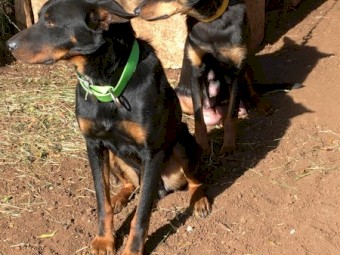 Kelpie pups eight weeks old