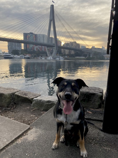 Kelpie Dog (re-homing required)