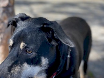 Kelpie Dog (re-homing required)