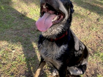 Kelpie Dog (re-homing required)
