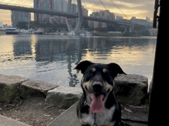 Kelpie Dog (re-homing required)