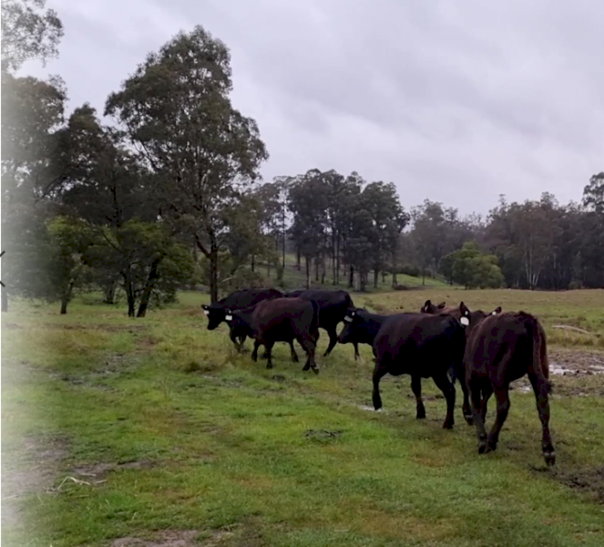 Angus Heifers
