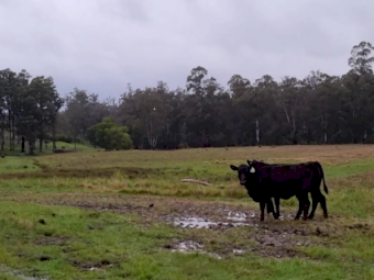 Angus Heifers