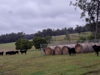 Angus Heifers
