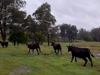 Angus Heifers