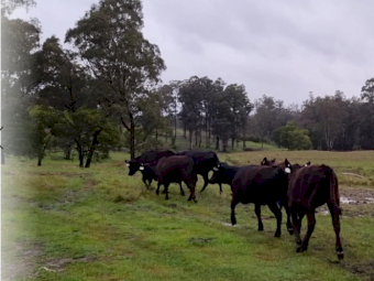 Angus Heifers