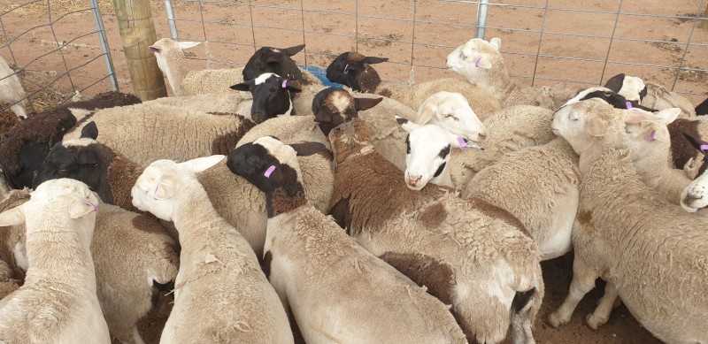 Dorper maiden ewe lambs