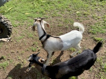 Nubian x Boer Billy Goats x 2