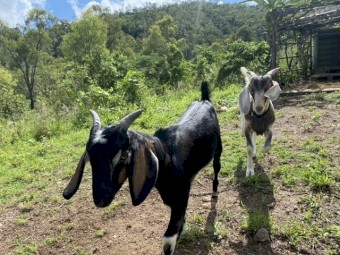 Nubian x Boer Billy Goats x 2
